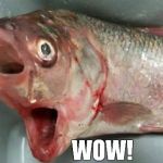 Wow Fish | WOW! | image tagged in wow fish | made w/ Imgflip meme maker