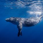 HUMPback Whale