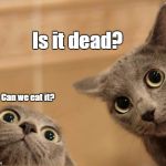 Points if you remember the movie this quote is from. | Is it dead? Can we eat it? | image tagged in startled cats | made w/ Imgflip meme maker