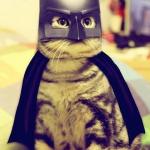 Batman cat