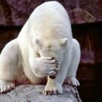 Horribly embarrassed polar bear
