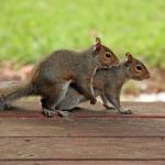 Squirrel Pairs