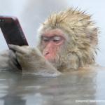 monkey mobile phone meme