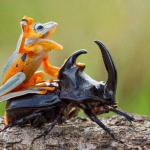 Frog riding beetle