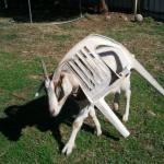 Goat Stuck in Chair