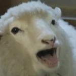 derp sheep meme