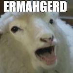 derp sheep | ERMAHGERD | image tagged in derp sheep,ermahgerd,derp,funny animals,sheep | made w/ Imgflip meme maker