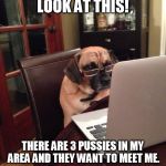 Computer Dog | LOOK AT THIS! THERE ARE 3 PUSSIES IN MY AREA AND THEY WANT TO MEET ME. | image tagged in computer dog | made w/ Imgflip meme maker