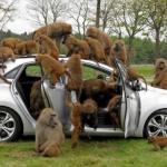 Monkeys on car