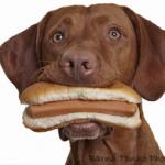 Dog eating hot dog meme