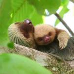 Sloths cuddeling