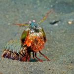 Mantis Shrimp meme