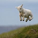jumping goat