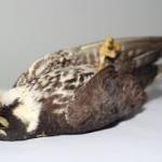 dead falcon
