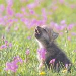 Baby insanity wolf meme