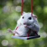 Mouse swing