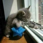Cat burglar security meme