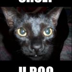 Srsly byron the cat | SRSLY U ROQ | image tagged in srsly byron the cat | made w/ Imgflip meme maker