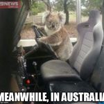 Koalafied Driver | MEANWHILE, IN AUSTRALIA | image tagged in koalafied driver | made w/ Imgflip meme maker