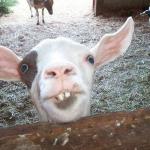 Smiling Goat meme
