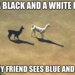 black and white llamas | I SEE A BLACK AND A WHITE LLAMA, BUT MY FRIEND SEES BLUE AND GOLD! | image tagged in black and white llamas | made w/ Imgflip meme maker