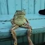 toad meme