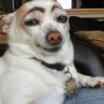 dog eyebrows meme