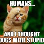 Cat fail | HUMANS... AND I THOUGHT DOGS WERE STUPID! | image tagged in cat fail | made w/ Imgflip meme maker