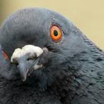 Dramatic pigeon
