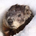 groundhog in snow meme
