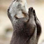 Praying beaver meme