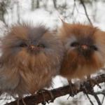 baby owls