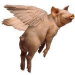 Flying Pig meme