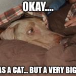 Scary | OKAY.... IT WAS A CAT... BUT A VERY BIG ONE! | image tagged in scary,fear,dogs,weimaraner | made w/ Imgflip meme maker