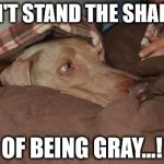 Scary | CAN'T STAND THE SHAME... OF BEING GRAY...! | image tagged in scary,gray,weimaraner | made w/ Imgflip meme maker