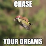 Hummbingbird | CHASE YOUR DREAMS | image tagged in hummbingbird | made w/ Imgflip meme maker