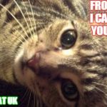 Kookie Cat UK.  | FROM HERE I CAN STEAL YOUR SOUL KOOKIE CAT UK | image tagged in kookie cat uk,kitten,cat,pets,cute | made w/ Imgflip meme maker