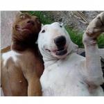 PERRO SELFIE