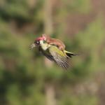 weasel riding woodpecker