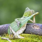 Lizard and Guitar