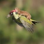 Weasel Riding a Woodpecker All Arguments Invalid Forever