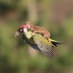 Weasel on woodpecker