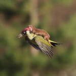 Weaselpecker