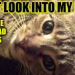 Kookie Cat UK | JUST LOOK INTO MY EYES NOW WE CAN READ MINDS | image tagged in kookie cat uk,psychic,cat,kitten,crying coz im cute | made w/ Imgflip meme maker