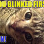 Kookie Cat UK | YOU BLINKED FIRST I WIN! | image tagged in kookie cat uk,cat | made w/ Imgflip meme maker