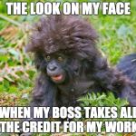 A crazy monkey | THE LOOK ON MY FACE WHEN MY BOSS TAKES ALL THE CREDIT FOR MY WORK | image tagged in a crazy monkey | made w/ Imgflip meme maker