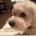 Pissed Off Ralphy | WHEN YOU'RE WISHING ANYONE ELSE TOOK YOU HOME FROM THE HUMANE SOCIETY | image tagged in pissed off ralphy | made w/ Imgflip meme maker