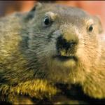 Stern Groundhog