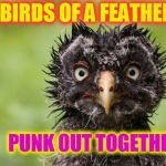 Birds of a Feather | BIRDS OF A FEATHER PUNK OUT TOGETHER | image tagged in birds of a feather | made w/ Imgflip meme maker