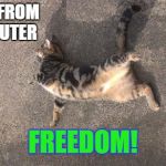 Kookie Cat UK- Away from Computer, FREEDOM. | AWAY FROM COMPUTER FREEDOM! | image tagged in kookie cat uk,cat,kitten,internet | made w/ Imgflip meme maker